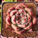 Echeveria Agavoides 'Red Beryl' 3" Succulent Plant