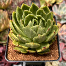 Echeveria Agavoides sp. Variegated 3" Succulent Plant