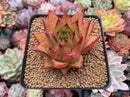 Echeveria Agavoides 'Ebony' 3" Succulent Plant