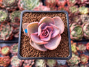 Echeveria 'Rainbow' Variegated 1" Succulent Plant