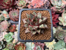 Echeveria 'Purpusorum' White Form 1" Selected Clone Succulent Plant