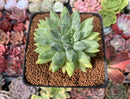 Pachyphytum Compactum 'Glaucum' 2" Succulent Plant