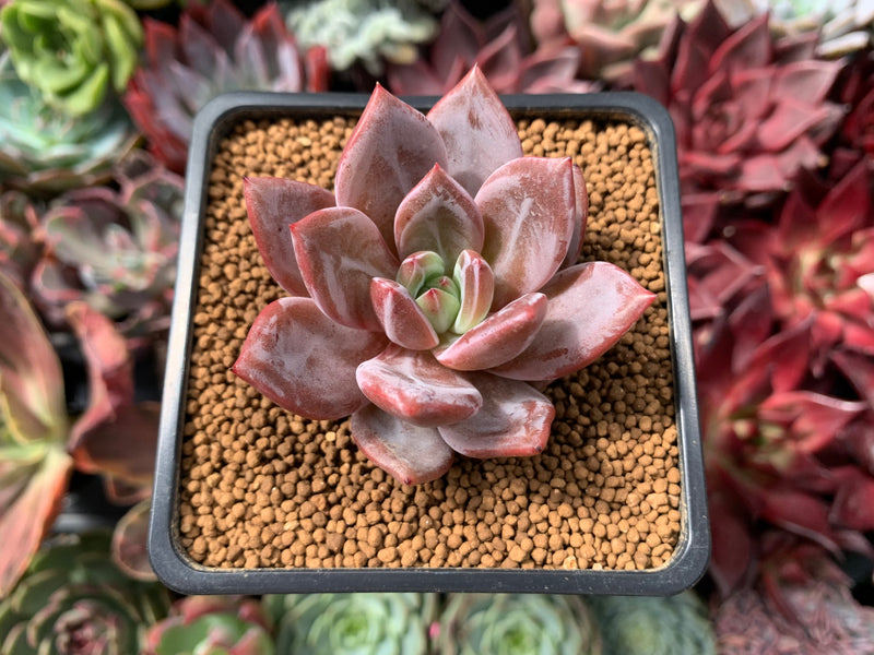 champagne succulent Echeveria 'Purple Champagne' 2" Succulent Plant – True Succulents Plant Co