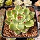 Echeveria Agavoides 'Blue Dragon' 2" Succulent Plant