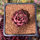 Echeveria Agavoides 'Red Ebony' 1" Succulent Plant