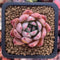 Echeveria 'Lindysana' Hybrid 1"-2" Succulent Plant