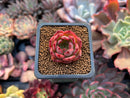 Echeveria Agavoides 'Nomad' 1" Succulent Plant