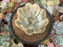 Echeveria Runyonii Variegated (Aka Echeveria 'Akaihosi' Variegated) 4"-5" Succulent Plant