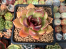 Echeveria Agavoides 'Black Queen' 2" Succulent Plant