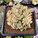 Echeveria 'Pastel' Crested 3" Succulent Plant