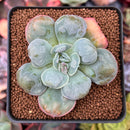 Echeveria 'Hearts Delight' 2" Succulent Plant