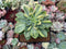 Echeveria 'Bob Jolly' Variegated 3" Succulent Plant