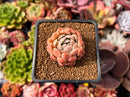 Echeveria 'Bonasara' 1" Succulent Plant