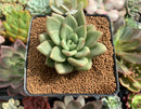 Echeveria 'Rose Bay' 3" Succulent Plant