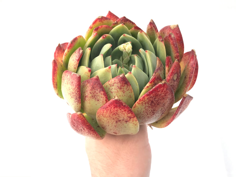 Echeveria Agavoides 'Red Glow' 7"-8" Very Large Rare Succulent Plant