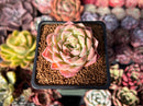 Echeveria Hybrid sp. 1"-2" Succulent Plant