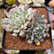 Echeveria 'Revolution' 2" Cluster Succulent Plant
