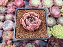 Echeveria 'Lilacina' x 'Rubin' Hybrid 1" New Hybrid Succulent Plant