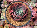 Echeveria 'Muesli' 4" Large Succulent Plant