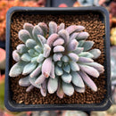 Echeveria 'Hamilton' 2" Cluster New Hybrid Succulent Plant