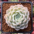 Echeveria 'Hughmillus' 2" Succulent Plant