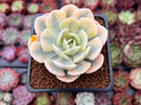 Echeveria Runyonii Variegated (Aka Echeveria 'Akaihosi' Variegated) 2" Succulent Plant