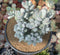 Cotyledon 'Orbiculata' Cluster 7" Large Succulent Plant