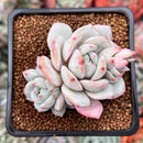 Echeveria 'Greenday' 2" Powdery Succulent Plant