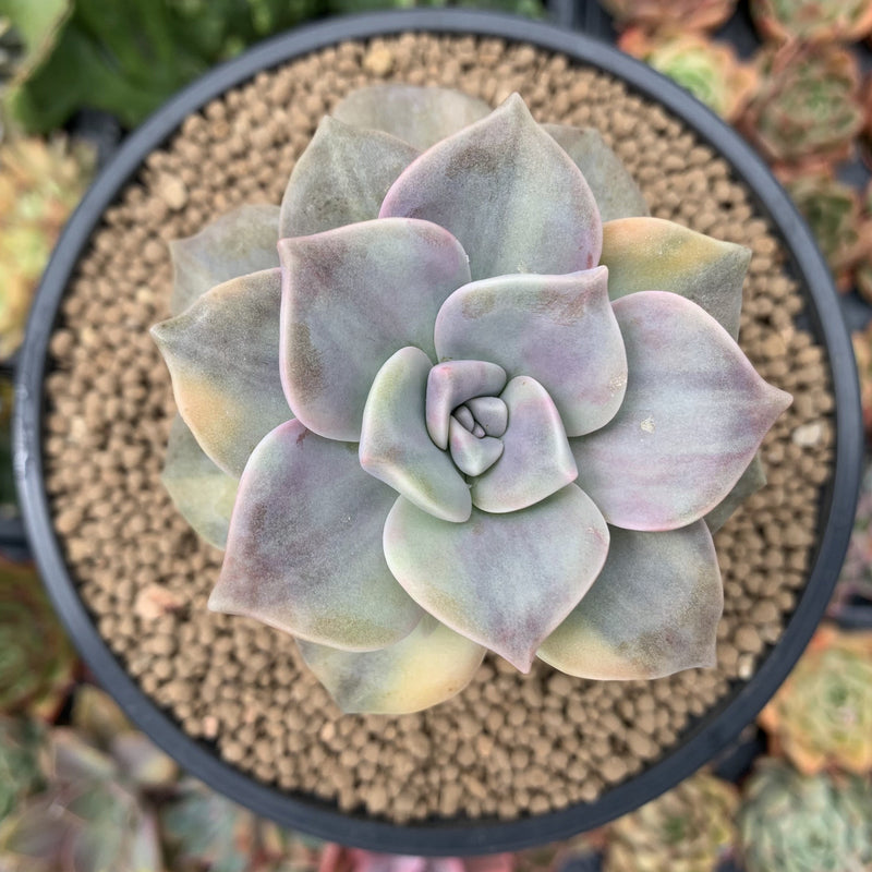 succulent purple delight Graptopetalum 'Purple Delight' Variegated 4" Succulent Plant – True Succulents Plant Co