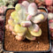 Pachyphytum cv 'Mombuin' Variegated 2"-3" Succulent Plant