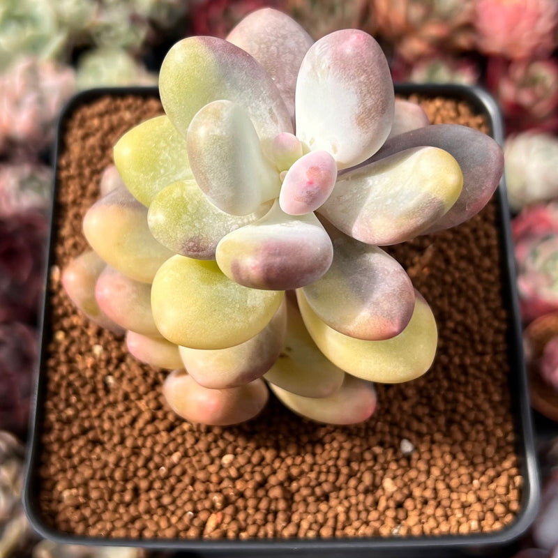 variegated moonstone succulent Pachyphytum cv 'Mombuin' Variegated 2"-3" Succulent Plant