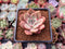 Echeveria 'Lilacina' x 'Rubin' Hybrid 1" Succulent Plant
