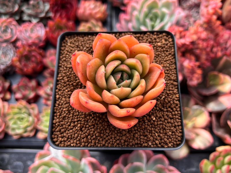 red apple succulent plant Echeveria 'Apple' 2" Succulent Plant