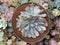 Echeveria 'Manner Queen' (Not Echeveria Exotic) 7" Large Powdery Succulent Plant