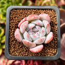 Echeveria 'Ivory' 1" Succulent Plant