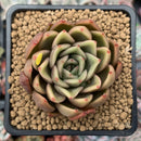 Echeveria Agavoides 'Walshire' 2"-3" Succulent Plant