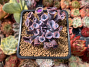 Echeveria 'Trumpet Pinky' 2" Succulent Plant