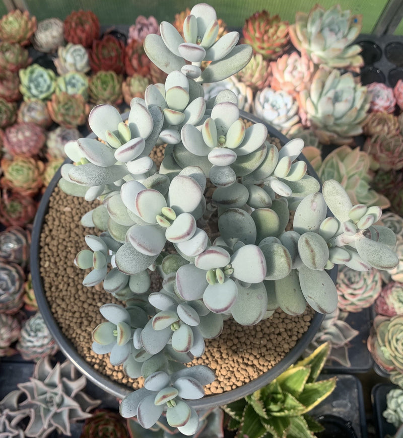 biggest succulent plants Cotyledon 'Orbiculata' Cluster 7