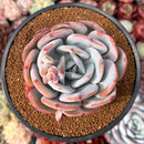 Echeveria 'Cream Tea' 4" Powdery Succulent Plant