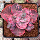 Echeveria 'Beyonce' Variegated 3" Succulent Plant