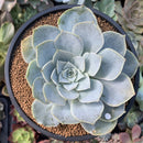 Echeveria 'Domingo' 3"-4" New Hybrid Succulent Plant