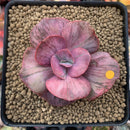 Echeveria 'Suyon Frill' Variegated 2"-3" Succulent Plant