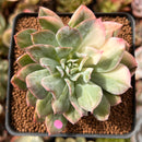 Echeveria 'Bradburiana' Variegated 2" Cutting Succulent Plant