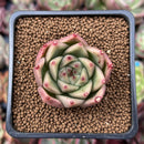 Echeveria Agavoides 'Kobani' 1" Succulent Plant