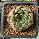 Echeveria Agavoides 'Sarabony' 1" Succulent Plant