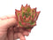 Echeveria Agavoides ‘Ebony’ Hybrid 2" Rare Succulent Plant