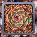 Echeveria 'Pulodo' 1" Succulent Plant