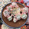 Echeveria 'Mebina' Variegated 4" Succulent Plant