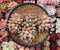 Pachyphytum 'Orange Light' 4"-5" Cluster Succulent Plant