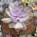 Echeveria 'Perle von Nurnberg' Variegated 4" Succulent Plant